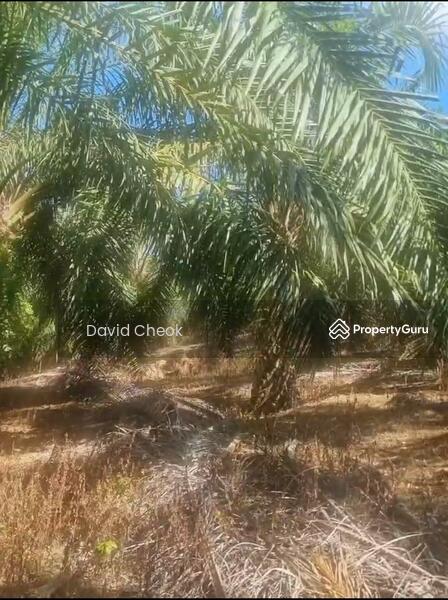 For Sale - Existing Palm Oil // Daerah Rembau // Linggi // 10 Arce