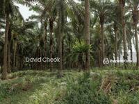 For Sale - Existing Palm Oil // Seremban // Rantau // 5.6 Arce //Kuala Sawah