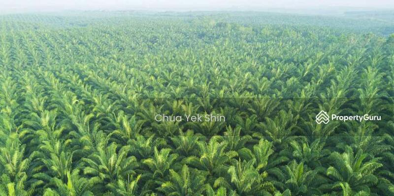 For Sale - Segamat, Buluh Kasap, Batu Anam 25Ac Palm Oil Land