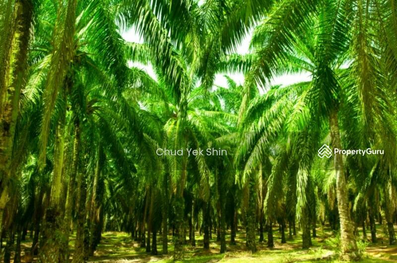 For Sale - Segamat, Buluh Kasap, Batu Anam 25Ac Palm Oil Land