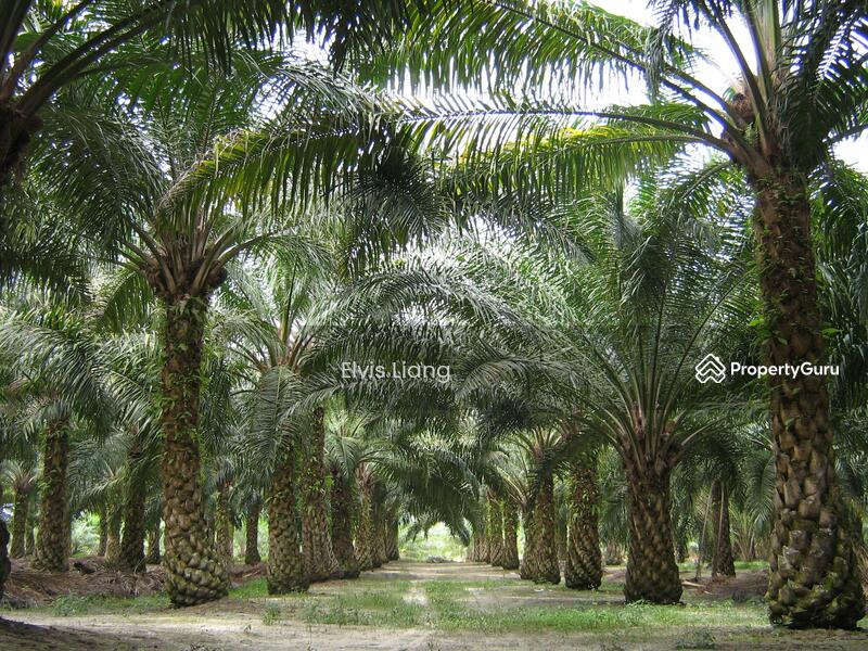 Untuk Dijual - Agriculture land at Kampung Wak Salam