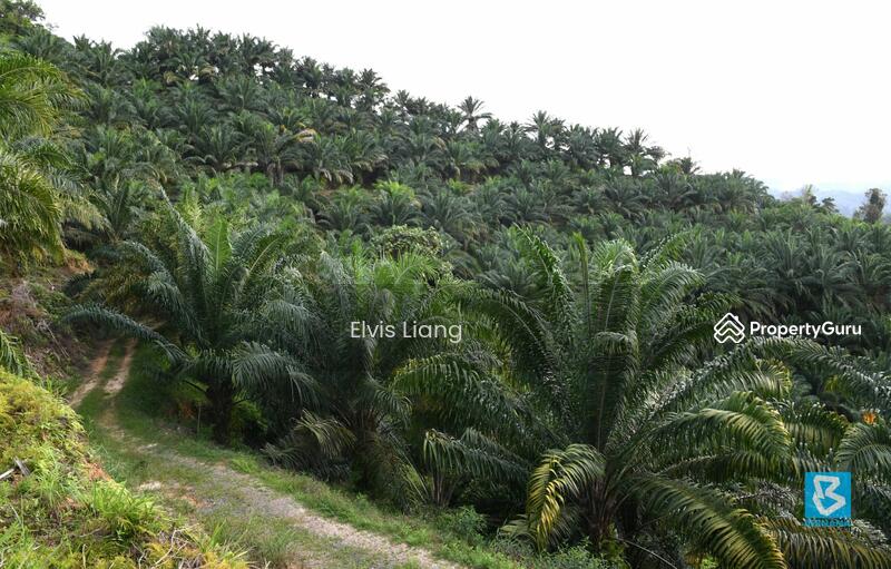 Untuk Dijual - Agriculture land at Kampung Wak Salam
