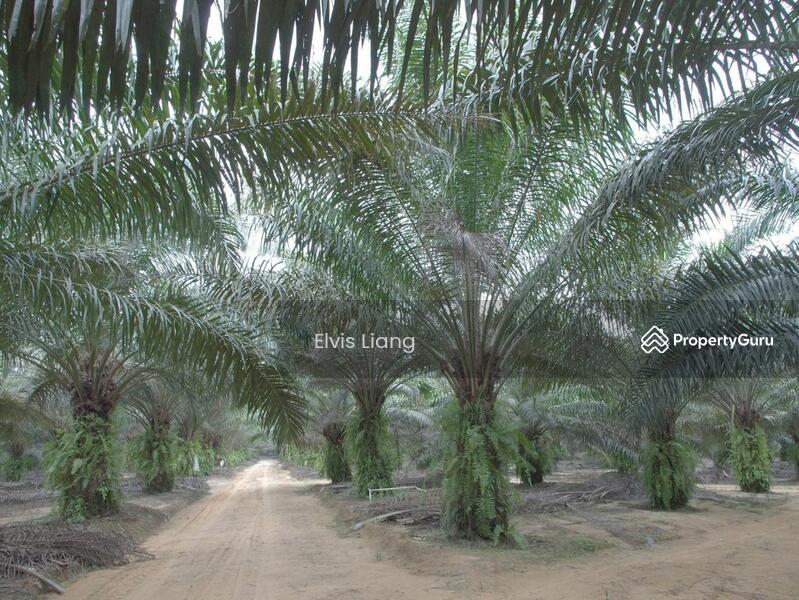 Untuk Dijual - Agriculture land at Kampung Wak Salam