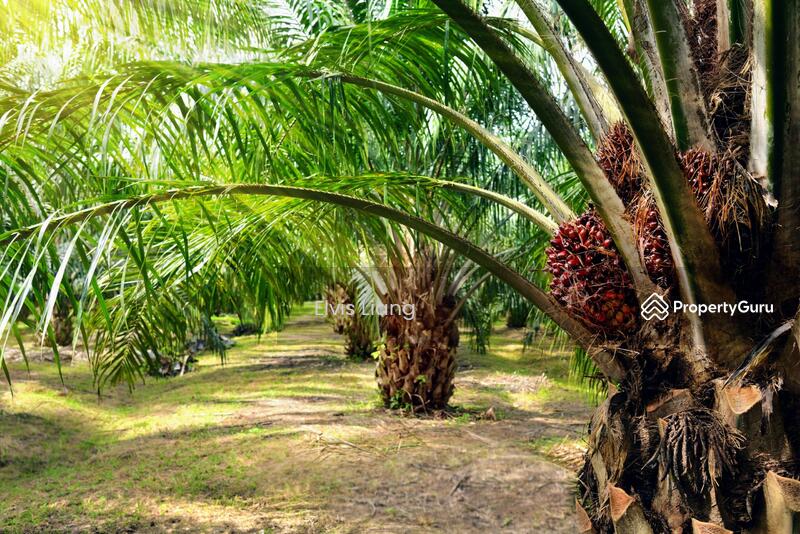 Untuk Dijual - Agriculture land at Kampung Batu 29