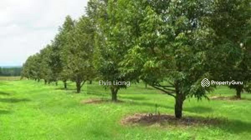 For Sale - Agriculture land at Kampung Sawah