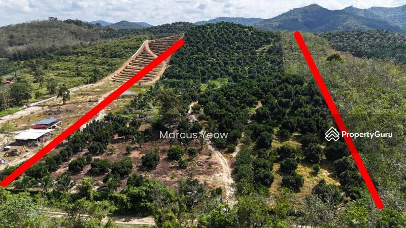 For Sale - Dangi