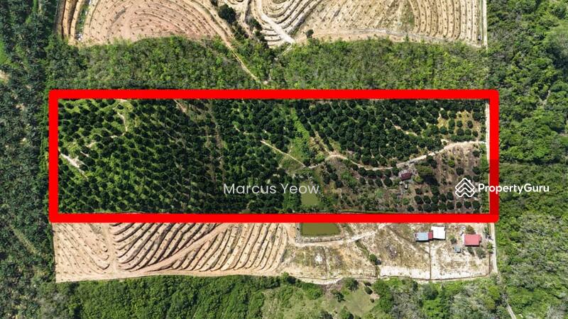 For Sale - Dangi