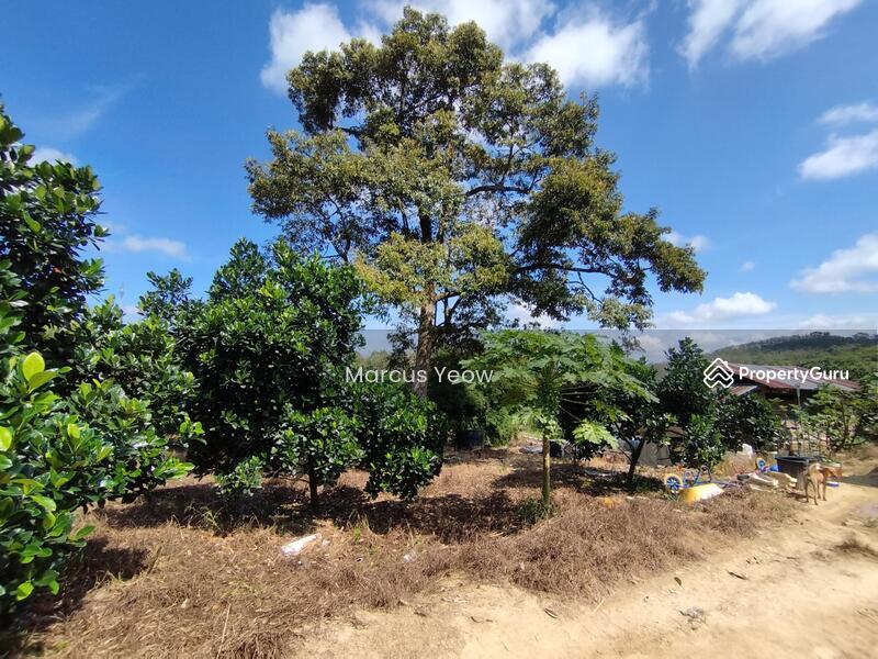 For Sale - Dangi