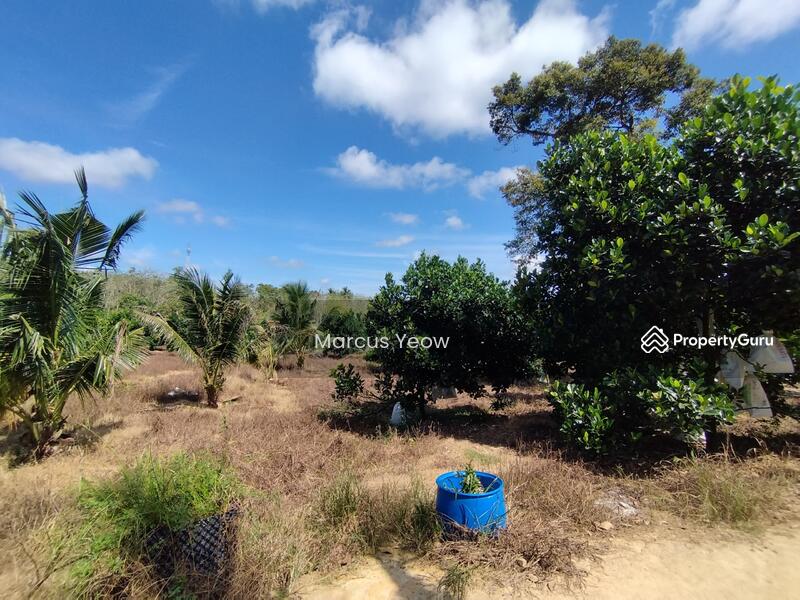 For Sale - Dangi