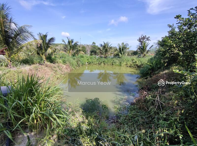 For Sale - Dangi