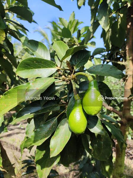 For Sale - Dangi