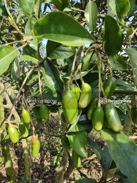 For Sale - Dangi