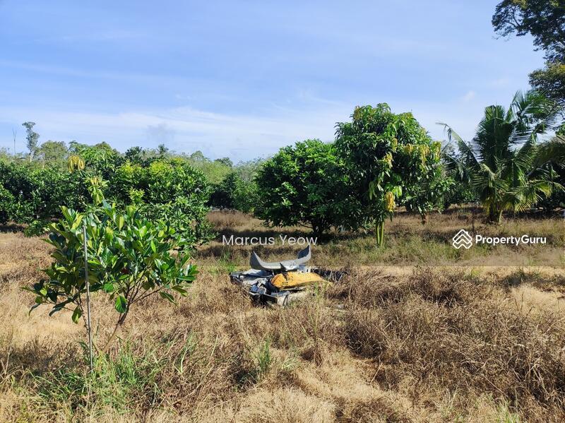 For Sale - Dangi