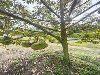 For Sale - Durian Farm Yong Peng