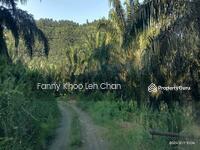 For Sale - Palm Oil Land for sale/Kunak/Lahad Datu/Tawau