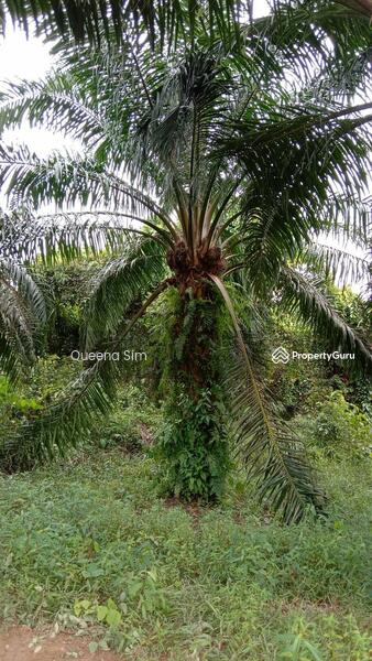 For Sale - Bukit Bakri