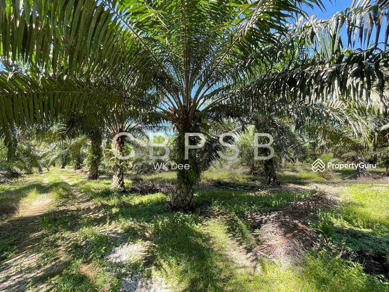 Well maintained Oil Palm @ Kampung Kelichap. 4-6 tons harvest available. untuk Untuk Dijual - RM 665,297, Apr 2026 - PropertyGuru.com.my