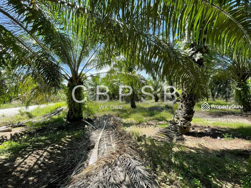Well maintained Oil Palm @ Kampung Kelichap. 4-6 tons harvest available. untuk Untuk Dijual - RM 665,297, Apr 2026 - PropertyGuru.com.my