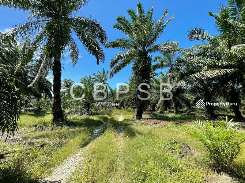 Well maintained Oil Palm @ Kampung Kelichap. 4-6 tons harvest available. untuk Untuk Dijual - RM 665,297, Apr 2026 - PropertyGuru.com.my