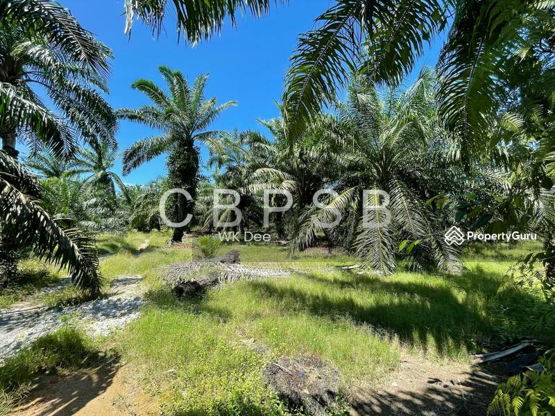 Well maintained Oil Palm @ Kampung Kelichap. 4-6 tons harvest available. untuk Untuk Dijual - RM 665,297, Apr 2026 - PropertyGuru.com.my