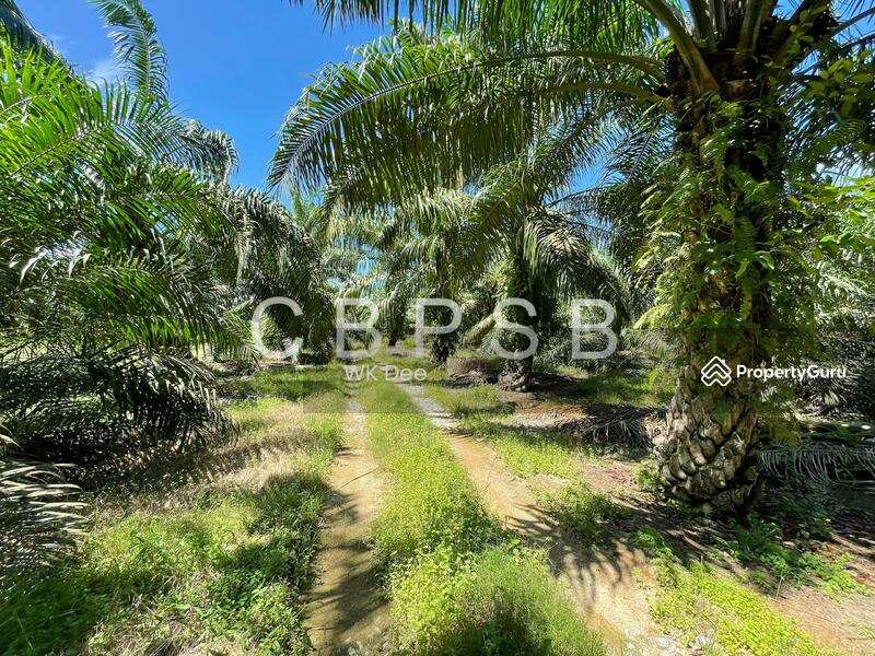 Well maintained Oil Palm @ Kampung Kelichap. 4-6 tons harvest available. untuk Untuk Dijual - RM 665,297, Apr 2026 - PropertyGuru.com.my