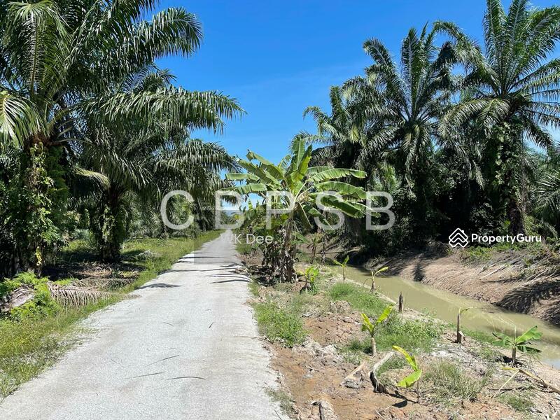 Well maintained Oil Palm @ Kampung Kelichap. 4-6 tons harvest available. untuk Untuk Dijual - RM 665,297, Apr 2026 - PropertyGuru.com.my