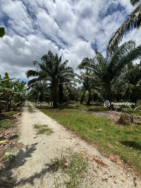 For Sale - Agricultural Land Off Jalan Bukit Kelicap, Kampung Kelicap 83200, Senggarang Johor