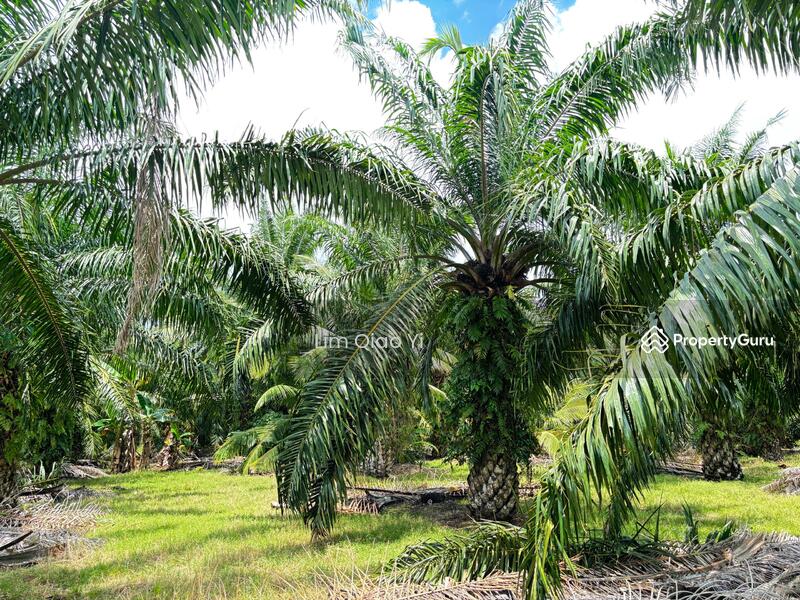 For Sale - Agricultural Land Off Jalan Bukit Kelicap, Kampung Kelicap 83200, Senggarang Johor