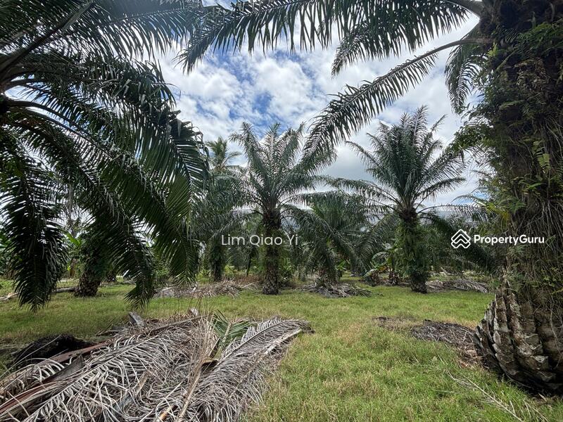 For Sale - Agricultural Land Off Jalan Bukit Kelicap, Kampung Kelicap 83200, Senggarang Johor
