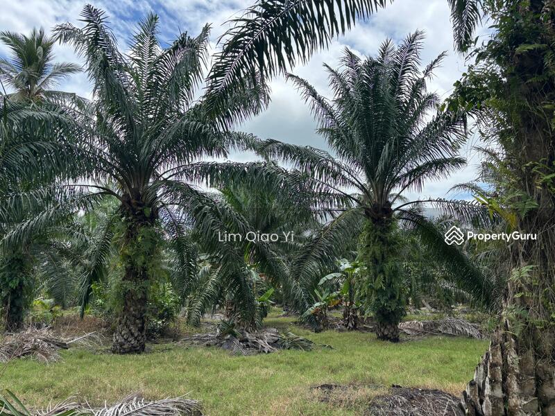 For Sale - Agricultural Land Off Jalan Bukit Kelicap, Kampung Kelicap 83200, Senggarang Johor