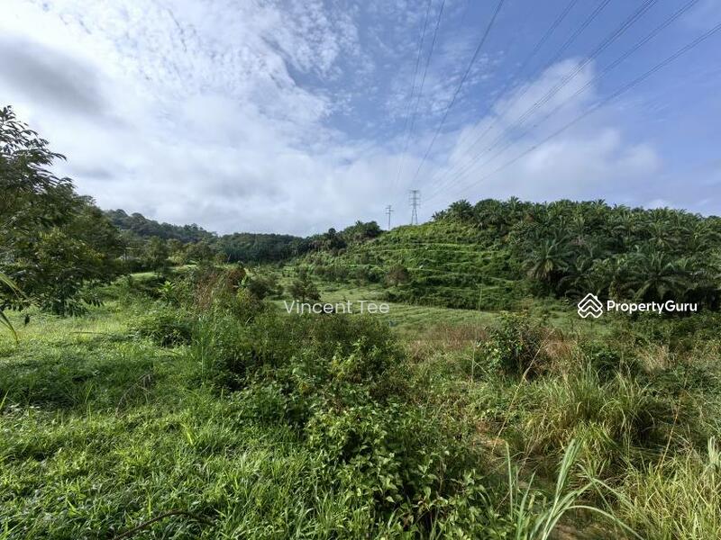 For Sale - 19 Acres Freehold Durian Sega Raub