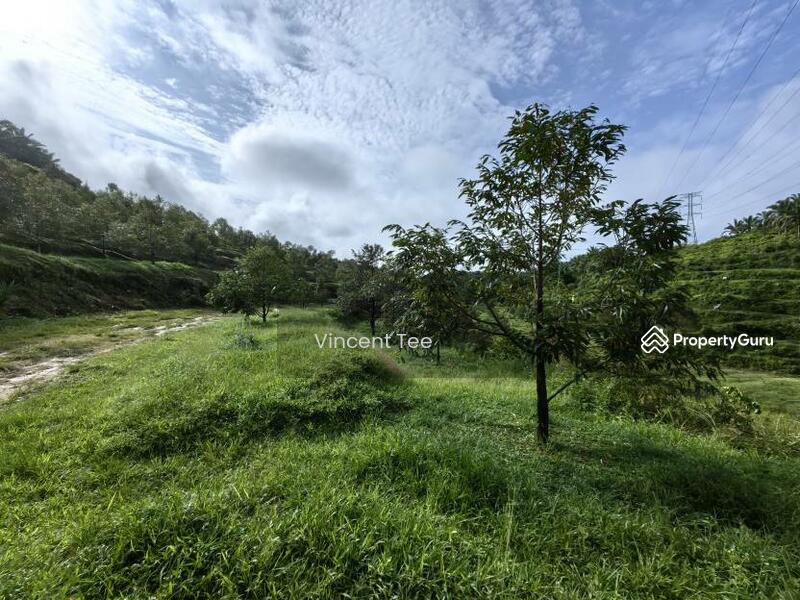 For Sale - 19 Acres Freehold Durian Sega Raub