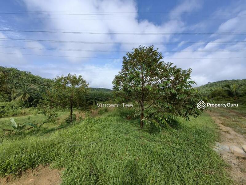 For Sale - 19 Acres Freehold Durian Sega Raub