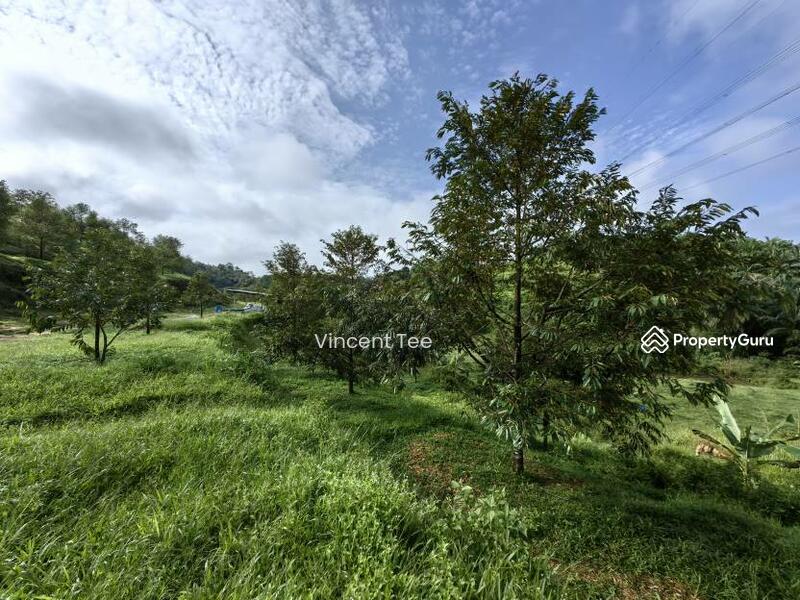 For Sale - 19 Acres Freehold Durian Sega Raub