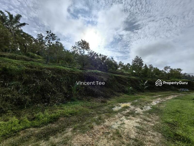 For Sale - 19 Acres Freehold Durian Sega Raub