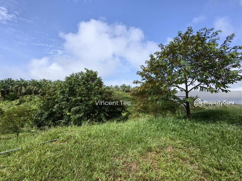 For Sale - 19 Acres Freehold Durian Sega Raub