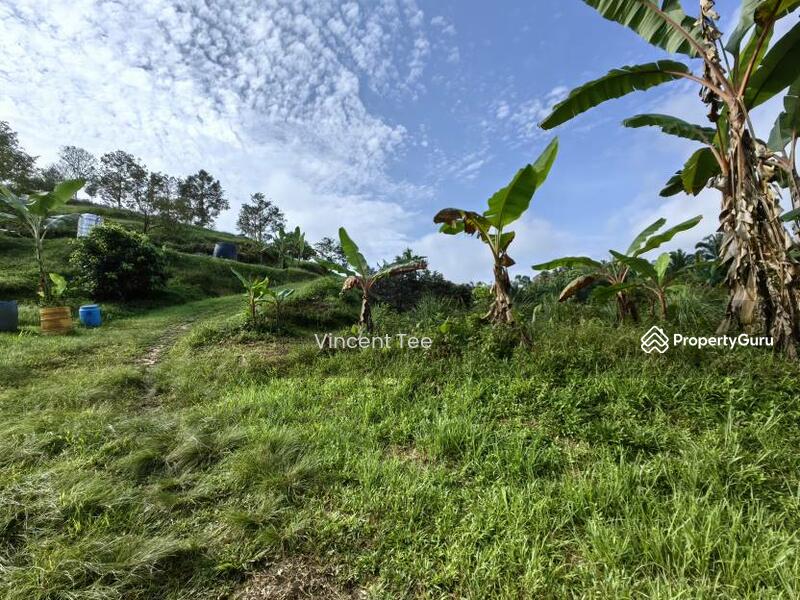 For Sale - 19 Acres Freehold Durian Sega Raub