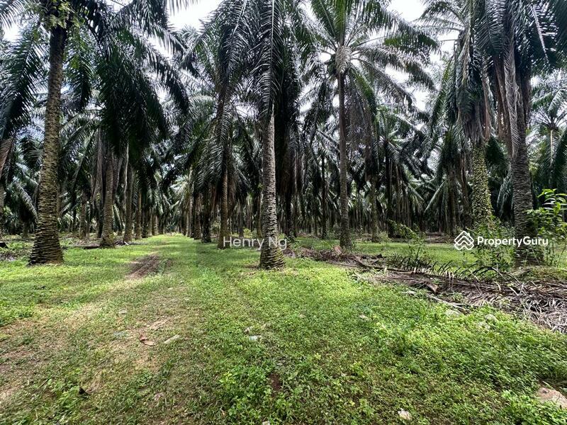 For Sale - Sidam Kiri