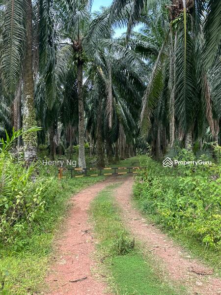 For Sale - Sidam Kiri