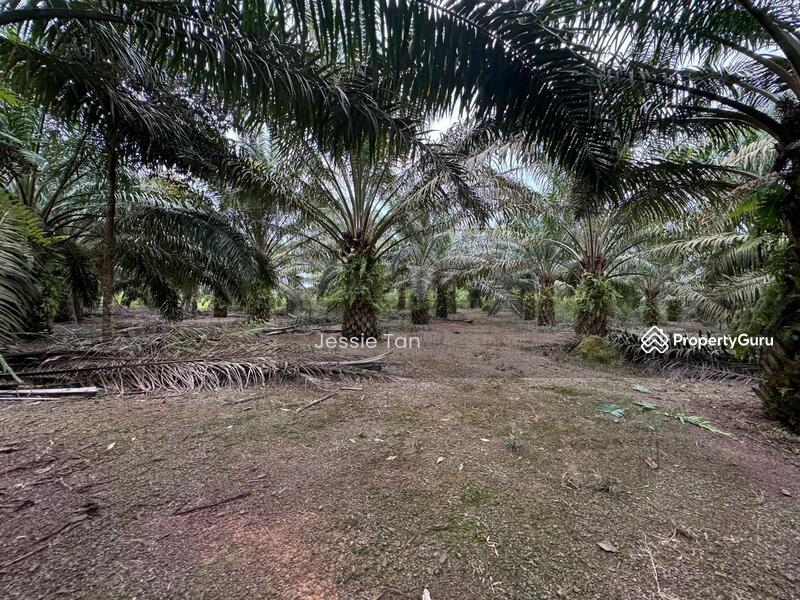 Untuk Dijual - Labis Labis Labisss