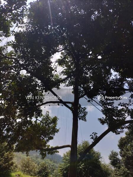 Untuk Dijual - 700 acres plantation land, Bentong for Sale