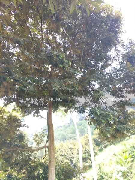 Untuk Dijual - 700 acres plantation land, Bentong for Sale