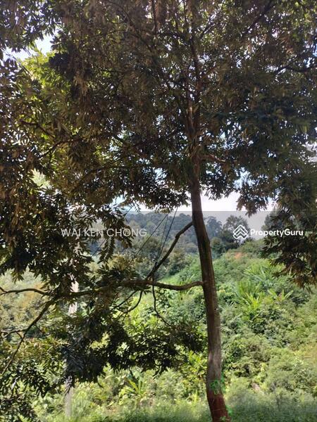Untuk Dijual - 700 acres plantation land, Bentong for Sale