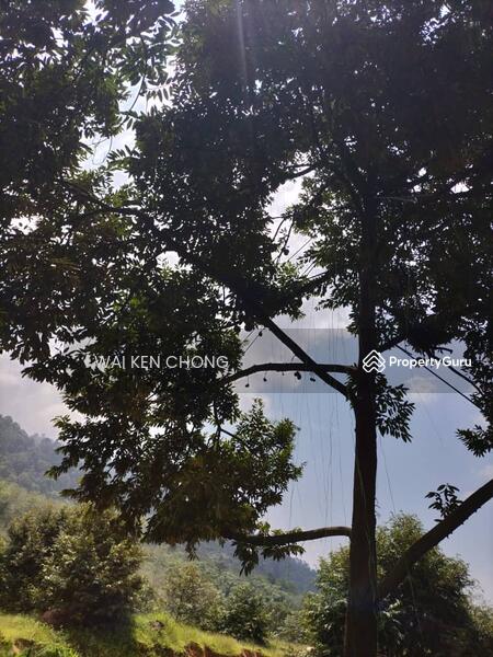 Untuk Dijual - 700 acres plantation land, Bentong for Sale