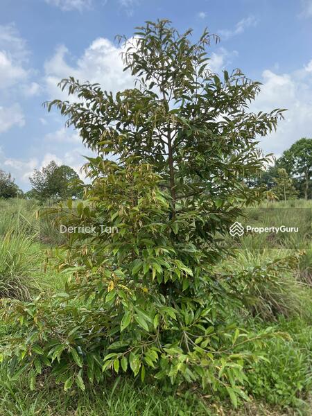 Agricultural Land for Sale in Kulai (Johor) - Derrick Tan - PropertyGuru.com.my