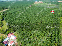 For Sale - 15.64 acre Agricultural Land | Pendang | Ayer Puteh | Kedah Rm2.20 psf