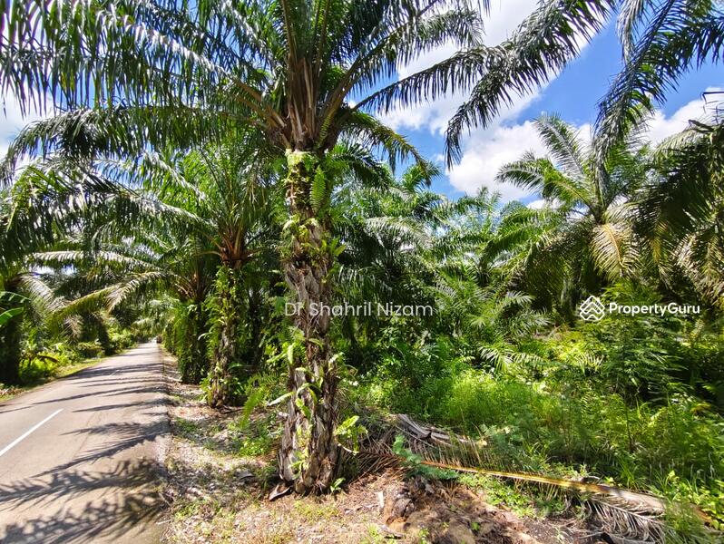 For Sale - Freehold 26-Acre Land for Sale at Panchang Bedena, Sabak Bernam
