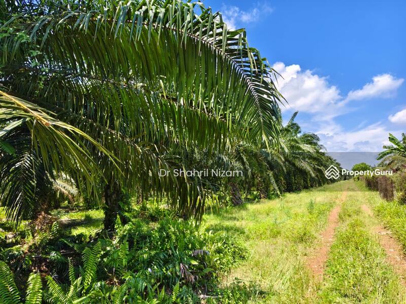 For Sale - Freehold 26-Acre Land for Sale at Panchang Bedena, Sabak Bernam