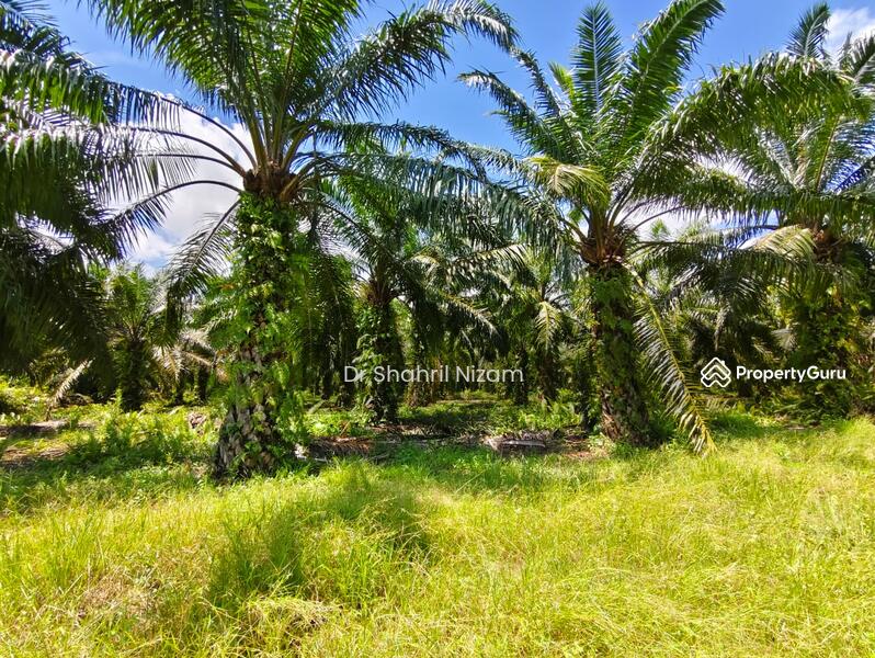 For Sale - Freehold 26-Acre Land for Sale at Panchang Bedena, Sabak Bernam