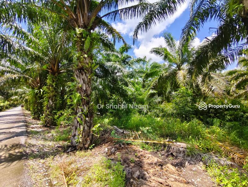 For Sale - Freehold 26-Acre Land for Sale at Panchang Bedena, Sabak Bernam